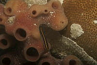 IDG1736 Elacatinus randalli.jpg