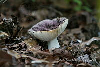 ZAPF 0790 Russula cyanoxantha.jpg