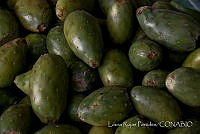 LRP0938 Opuntia sp..jpg