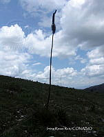 IRR 0029 Agave kerchovei.jpg