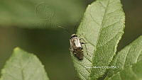 SM0207 Plagiognathus obscurus.jpg