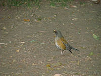 CGL2258 Turdus rufopalliatus.jpg