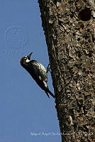 MASM08196 Melanerpes formicivorus.jpg