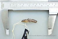 LFMG271 Gymneleotris seminuda.jpg