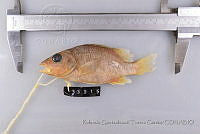 RQTG0357 Lutjanus apodus.jpg