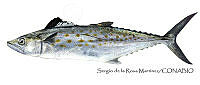 SRM0082 Scomberomorus sierra.jpg