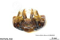 ME006 Abejas 0153.jpg