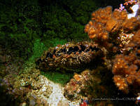 RALP0057 Pinctada mazatlanica.jpg