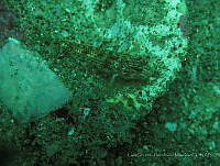 LGHM031 Labrisomidae.jpg