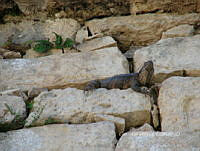 CGL4993 Ctenosaura pectinata.jpg