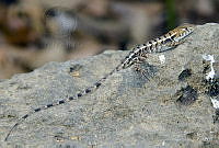 VHL0516 Sceloporus utiformis.jpg