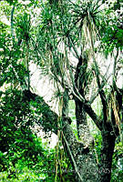 FGM1212 Beaucarnea recurvata.JPG