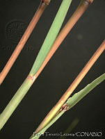 PTL2112 Bothriochloa laguroides.jpg