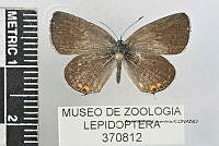 JF018 0766 Cupido comyntas.jpg