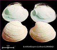 KT014 0551 Mercenaria campechiensis.JPG