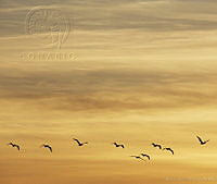 RAA0191 Aves.jpg