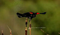 SM0642 Agelaius phoeniceus.jpg