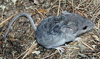 IE003 0057 Peromyscus pectoralis.jpg