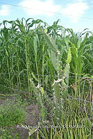 SG019 0292 Acanthocereus.jpg