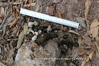 HVBR0004 Urocyon cinereoargenteus ssp. orinomus.JPG