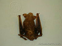 NGR0246 Rhogeessa alleni.jpg