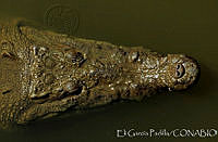 EGP0272 Crocodylus acutus.jpg