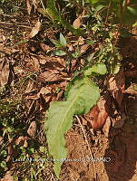 RG016 0606 Acacia.jpg