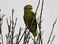 JAJG001 Amazona autumnalis.jpg