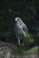 MASM06323 Geranoaetus albicaudatus.jpg