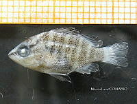 HE009 P 0382 Pargo Canchix.jpg