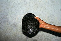 DK1130 Trachemys venusta.jpg