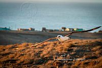 IDG Nat 0044 Phoebastria immutabilis.jpg