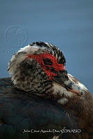 JCAD 005 Cairina moschata domestica.jpg