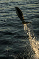 CNS1003 Tursiops truncatus.jpg