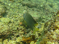 ALCM065 Stegastes flavilatus.JPG