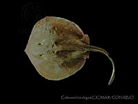 CICIMAR0554 Urotrygon rogersi.jpg