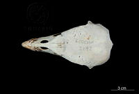 ME006 Aves 0684 Sarcoramphus papa.jpg