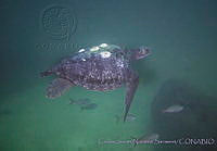 CNS1282 Chelonia mydas ssp.jpg