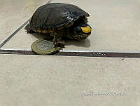 TB 007 Kinosternon vogti.jpg