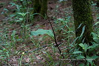 ZAPF 0817 Govenia superba.jpg