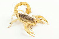 MASM07720 Hadrurus arizonensis.jpg