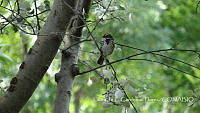 LCF0146 Melospiza melodia.jpg