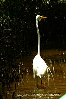 MHS0031 Ardea alba.JPG