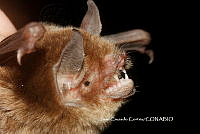 JCC0278 Pteronotus davyi ssp. fulvus.JPG