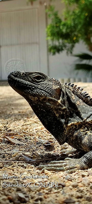 MCS%20IM0206%20Ctenosaura%20pectinata.jpg.iSfRybz1McUzfadjQA3g0JtbmFja29CbnFuZ3NAbXJ6LGtwZQA.oW2MMJf7q0