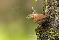 MN6F0280 Troglodytes solstitialis.jpg
