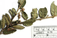 SVA0005 Quercus frutex.JPG