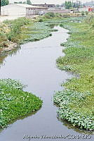 AVM001 Eichornia crassipes.jpg