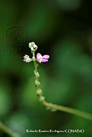 RRR0707 Phaseolus leptostachyus.jpg