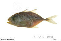 ME006 Peces 044 Caranx bartholomaei.jpg